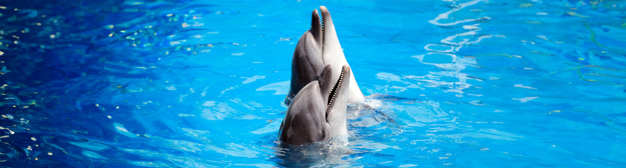 Seaworld Portrait SeaWorld | WeSalute