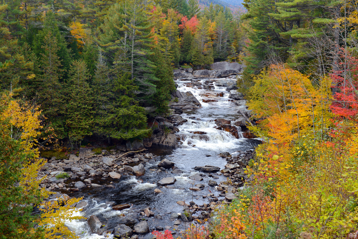 An autumn forest with a rocky stream flowing through the center of the image with lush and vibrant trees on either side.