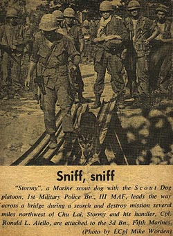 Military canines
