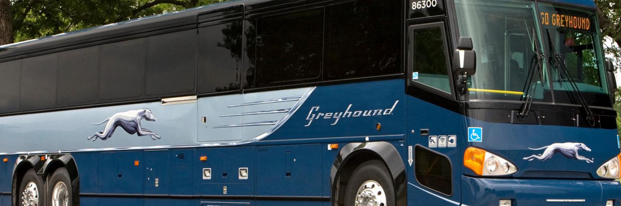 greyhound