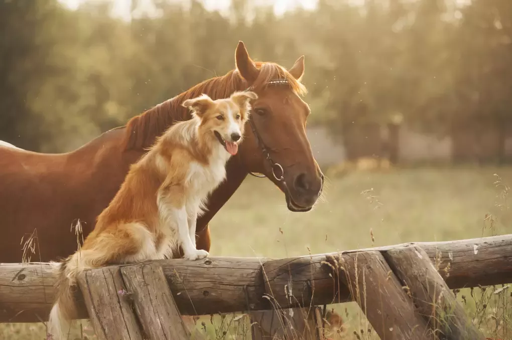 PetMeds Military Discount with WeSalute (Veterans Advantage)