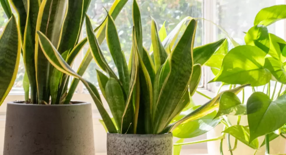 Plants.com Hero
