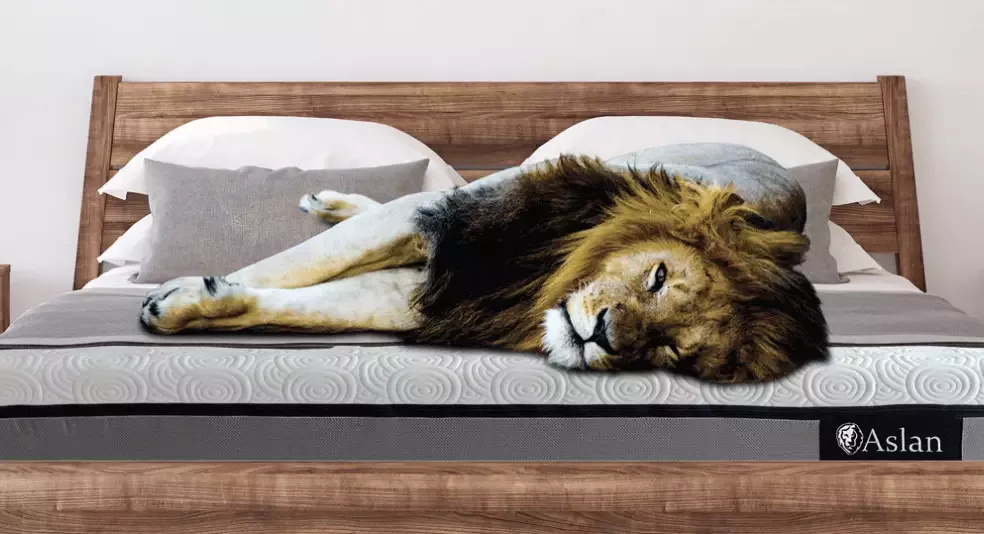 Aslan Hero Banner