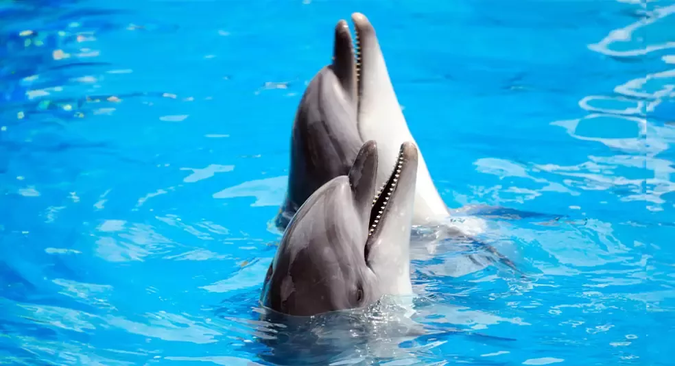 SeaWorld