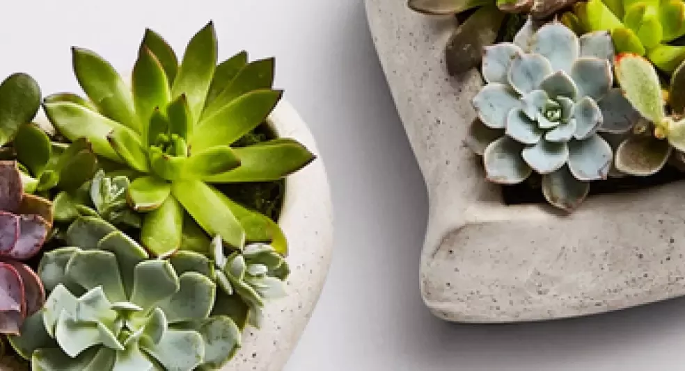 Plants.com savings