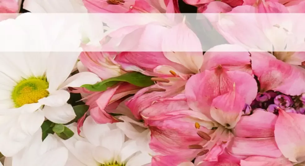 colorful fresh pink roses, white daisies, and purple flowers