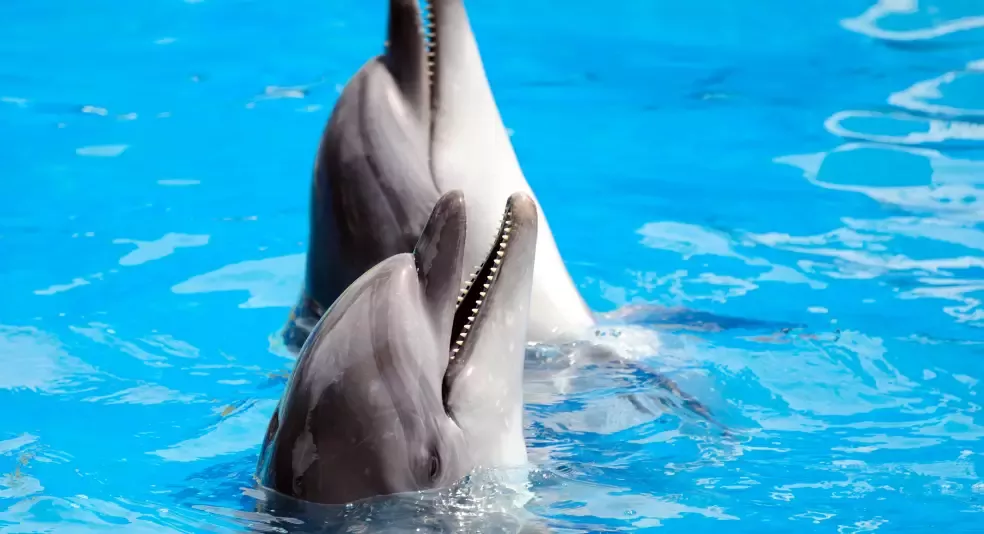 SeaWorld Military Discount with WeSalute (Veterans Advantage)