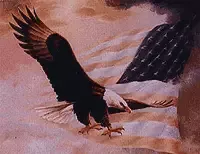 Bald Eagle In Flight