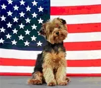 doggie