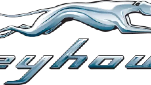 Greyhound