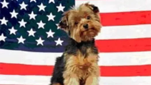 doggie