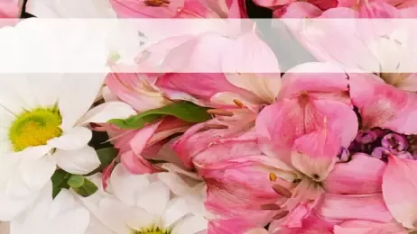 fresh pink roses, white daisies, and purple flowers